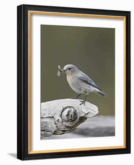 Female Mountain Bluebird (Sialia Currucoides) with an Insect, Yellowstone Nat'l Park, Wyoming, USA-James Hager-Framed Photographic Print