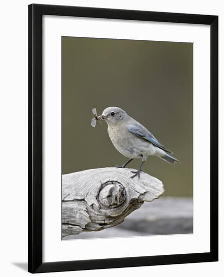 Female Mountain Bluebird (Sialia Currucoides) with an Insect, Yellowstone Nat'l Park, Wyoming, USA-James Hager-Framed Photographic Print