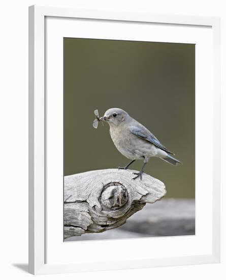 Female Mountain Bluebird (Sialia Currucoides) with an Insect, Yellowstone Nat'l Park, Wyoming, USA-James Hager-Framed Photographic Print