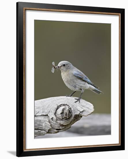 Female Mountain Bluebird (Sialia Currucoides) with an Insect, Yellowstone Nat'l Park, Wyoming, USA-James Hager-Framed Photographic Print