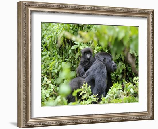 Female Mountain Gorilla Carrying Baby on Her Back, Volcanoes National Park, Rwanda, Africa-Eric Baccega-Framed Photographic Print