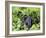 Female Mountain Gorilla Carrying Baby on Her Back, Volcanoes National Park, Rwanda, Africa-Eric Baccega-Framed Photographic Print