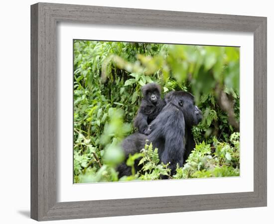 Female Mountain Gorilla Carrying Baby on Her Back, Volcanoes National Park, Rwanda, Africa-Eric Baccega-Framed Photographic Print