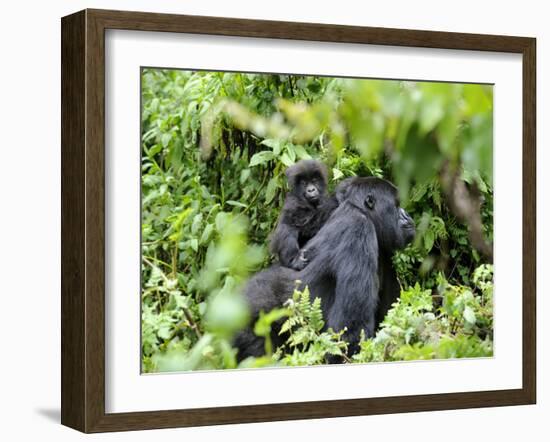 Female Mountain Gorilla Carrying Baby on Her Back, Volcanoes National Park, Rwanda, Africa-Eric Baccega-Framed Photographic Print