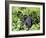 Female Mountain Gorilla Carrying Baby on Her Back, Volcanoes National Park, Rwanda, Africa-Eric Baccega-Framed Photographic Print