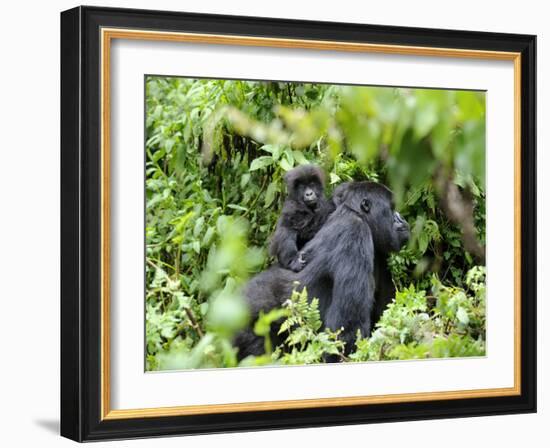 Female Mountain Gorilla Carrying Baby on Her Back, Volcanoes National Park, Rwanda, Africa-Eric Baccega-Framed Photographic Print