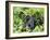 Female Mountain Gorilla Carrying Baby on Her Back, Volcanoes National Park, Rwanda, Africa-Eric Baccega-Framed Photographic Print