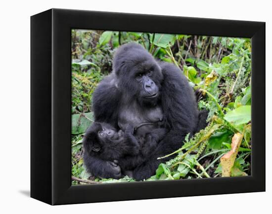 Female Mountain Gorilla with Her Baby, Volcanoes National Park, Rwanda, Africa-Eric Baccega-Framed Premier Image Canvas