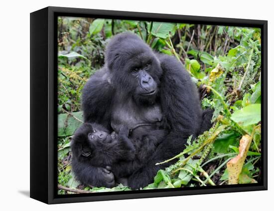 Female Mountain Gorilla with Her Baby, Volcanoes National Park, Rwanda, Africa-Eric Baccega-Framed Premier Image Canvas