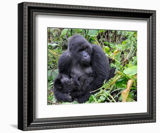 Female Mountain Gorilla with Her Baby, Volcanoes National Park, Rwanda, Africa-Eric Baccega-Framed Photographic Print