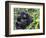 Female Mountain Gorilla with Her Baby, Volcanoes National Park, Rwanda, Africa-Eric Baccega-Framed Photographic Print