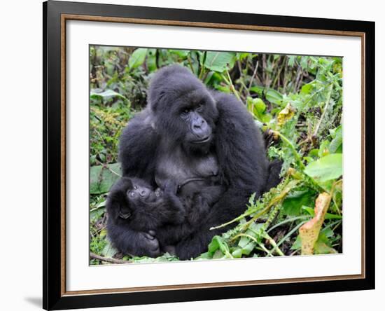 Female Mountain Gorilla with Her Baby, Volcanoes National Park, Rwanda, Africa-Eric Baccega-Framed Photographic Print