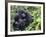 Female Mountain Gorilla with Her Baby, Volcanoes National Park, Rwanda, Africa-Eric Baccega-Framed Photographic Print