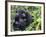 Female Mountain Gorilla with Her Baby, Volcanoes National Park, Rwanda, Africa-Eric Baccega-Framed Photographic Print