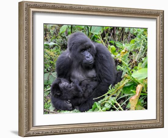 Female Mountain Gorilla with Her Baby, Volcanoes National Park, Rwanda, Africa-Eric Baccega-Framed Photographic Print