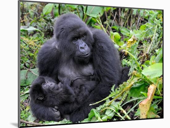 Female Mountain Gorilla with Her Baby, Volcanoes National Park, Rwanda, Africa-Eric Baccega-Mounted Photographic Print