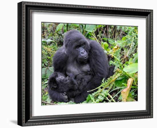 Female Mountain Gorilla with Her Baby, Volcanoes National Park, Rwanda, Africa-Eric Baccega-Framed Photographic Print