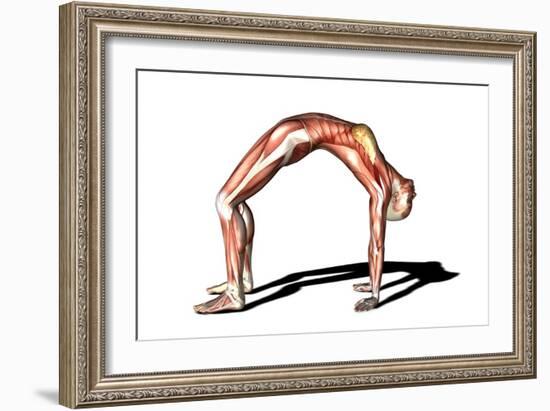 Female Muscles, Artwork-Friedrich Saurer-Framed Photographic Print