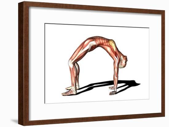 Female Muscles, Artwork-Friedrich Saurer-Framed Photographic Print