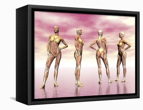 Female Muscular System from Four Points of View-null-Framed Stretched Canvas