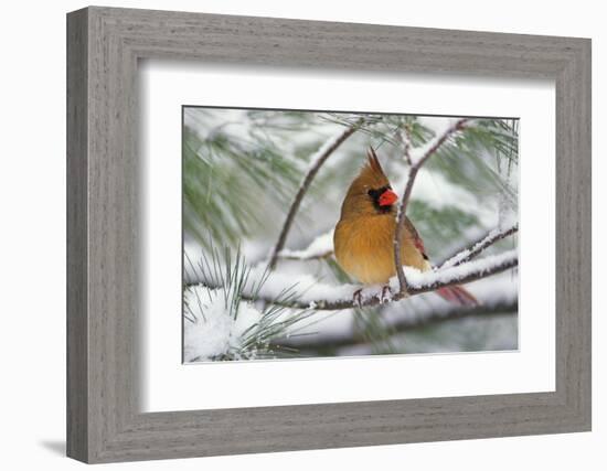 Female Northern Cardinal in snowy pine tree, Cardinalis cardinalis-Adam Jones-Framed Photographic Print