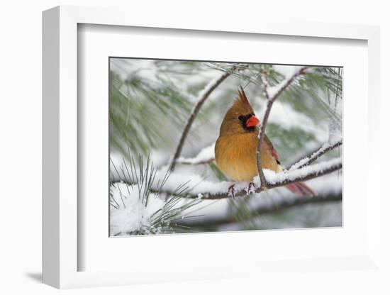 Female Northern Cardinal in snowy pine tree, Cardinalis cardinalis-Adam Jones-Framed Photographic Print