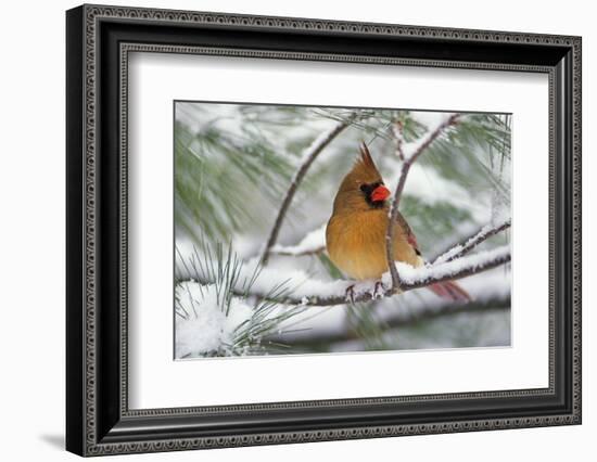 Female Northern Cardinal in snowy pine tree, Cardinalis cardinalis-Adam Jones-Framed Photographic Print