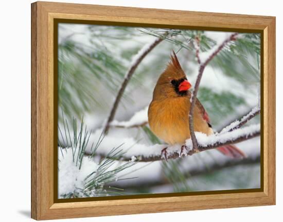 Female Northern Cardinal in Snowy Pine Tree-Adam Jones-Framed Premier Image Canvas