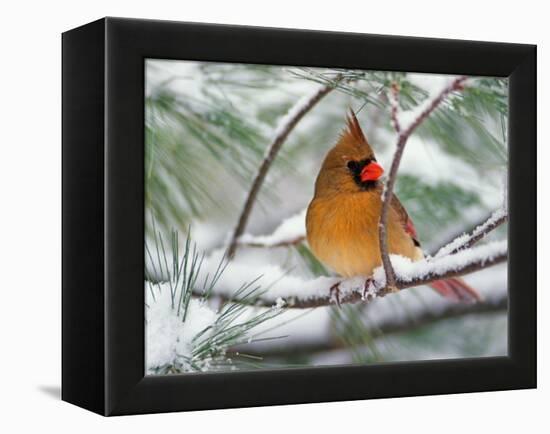 Female Northern Cardinal in Snowy Pine Tree-Adam Jones-Framed Premier Image Canvas