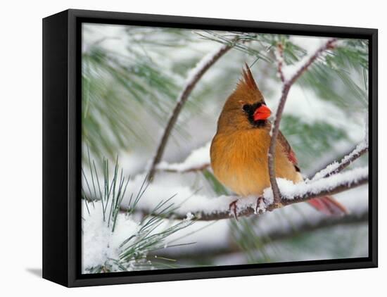 Female Northern Cardinal in Snowy Pine Tree-Adam Jones-Framed Premier Image Canvas