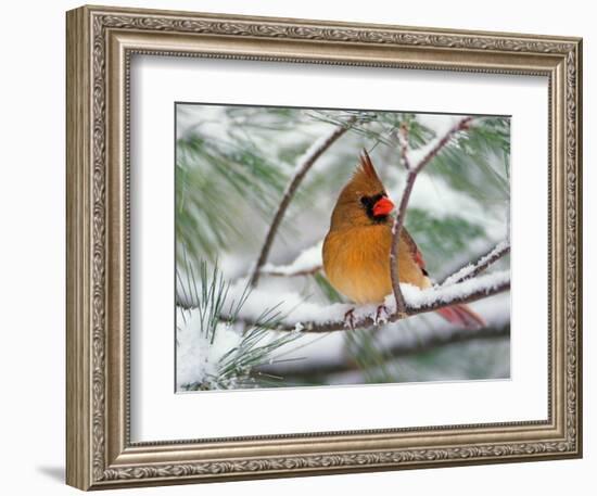 Female Northern Cardinal in Snowy Pine Tree-Adam Jones-Framed Photographic Print