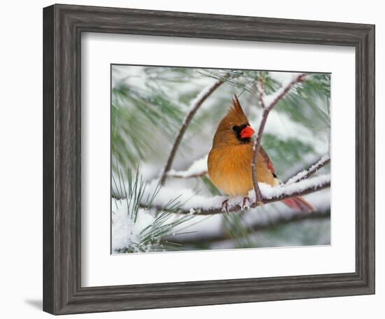 Female Northern Cardinal in Snowy Pine Tree-Adam Jones-Framed Photographic Print