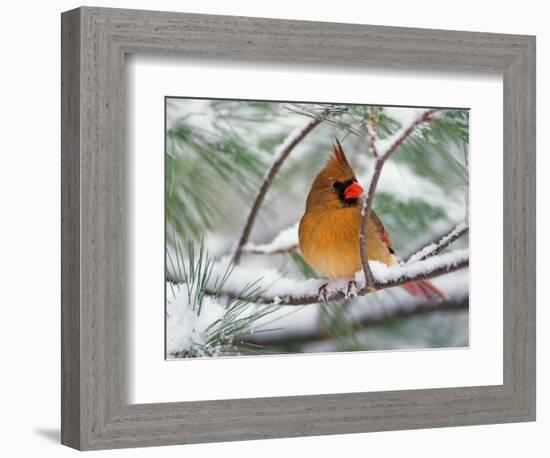 Female Northern Cardinal in Snowy Pine Tree-Adam Jones-Framed Photographic Print