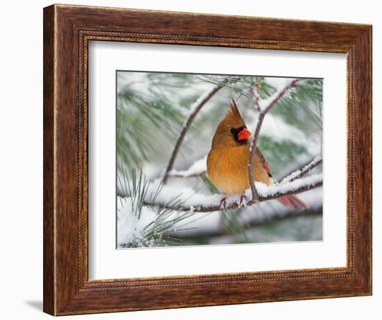 Female Northern Cardinal in Snowy Pine Tree-Adam Jones-Framed Photographic Print