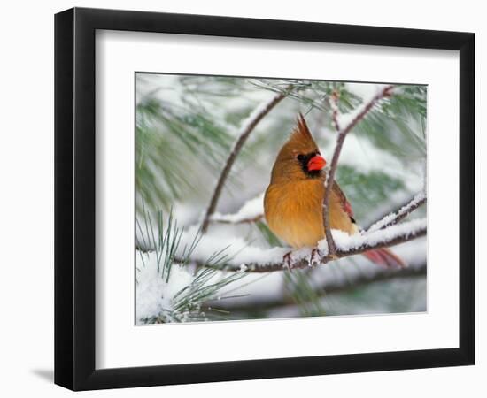 Female Northern Cardinal in Snowy Pine Tree-Adam Jones-Framed Photographic Print