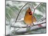 Female Northern Cardinal in Snowy Pine Tree-Adam Jones-Mounted Photographic Print