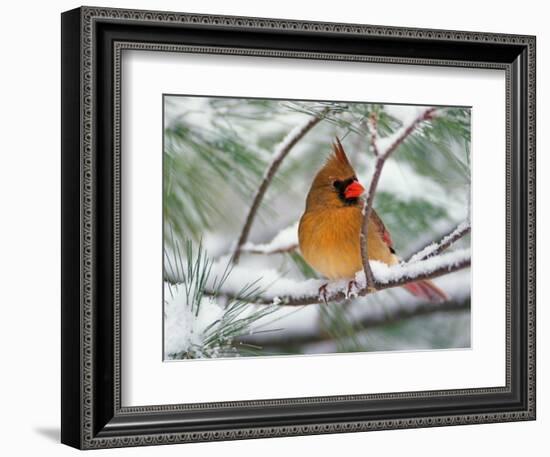 Female Northern Cardinal in Snowy Pine Tree-Adam Jones-Framed Photographic Print