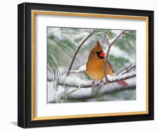 Female Northern Cardinal in Snowy Pine Tree-Adam Jones-Framed Photographic Print