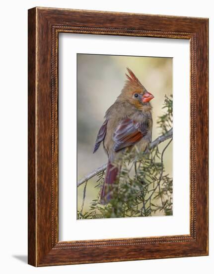 Female northern cardinal in winter-Adam Jones-Framed Photographic Print