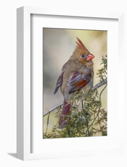 Female northern cardinal in winter-Adam Jones-Framed Photographic Print