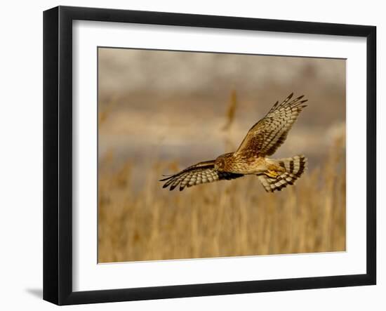 Female Northern Harrier (Circus Cyaneus) in Flight While Hunting, Farmington Bay, Utah, USA-James Hager-Framed Photographic Print