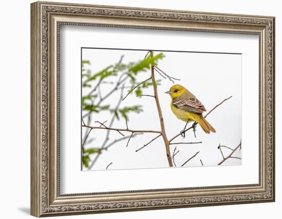 Female Northern oriole, Icterus galbula, Baltimore oriole, South Padre Island, Texas-Adam Jones-Framed Photographic Print