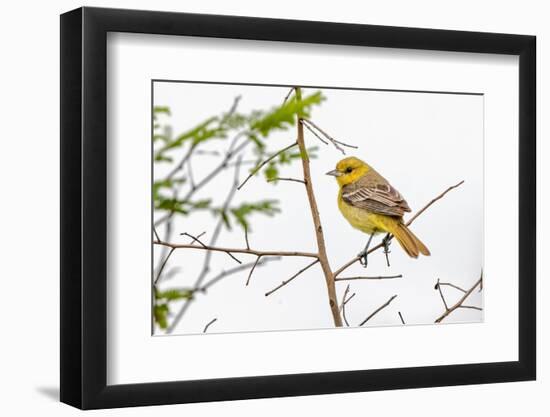 Female Northern oriole, Icterus galbula, Baltimore oriole, South Padre Island, Texas-Adam Jones-Framed Photographic Print