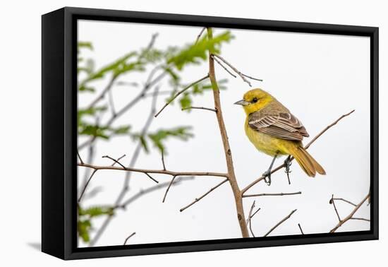 Female Northern oriole, Icterus galbula, Baltimore oriole, South Padre Island, Texas-Adam Jones-Framed Premier Image Canvas