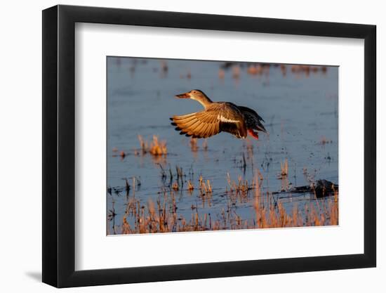 Female Northern shoveler flying. Bosque del Apache National Wildlife Refuge, New Mexico-Adam Jones-Framed Photographic Print