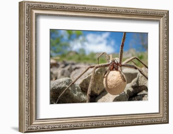 Female Nursery web spider carrying egg sac, Peak District, UK-Alex Hyde-Framed Photographic Print