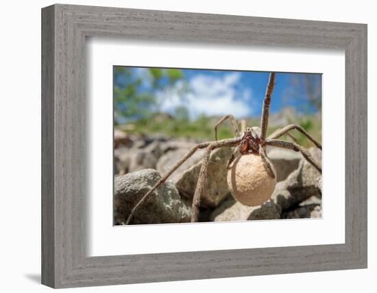 Female Nursery web spider carrying egg sac, Peak District, UK-Alex Hyde-Framed Photographic Print