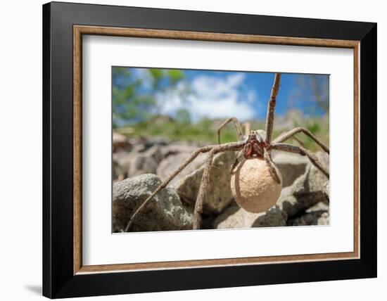 Female Nursery web spider carrying egg sac, Peak District, UK-Alex Hyde-Framed Photographic Print