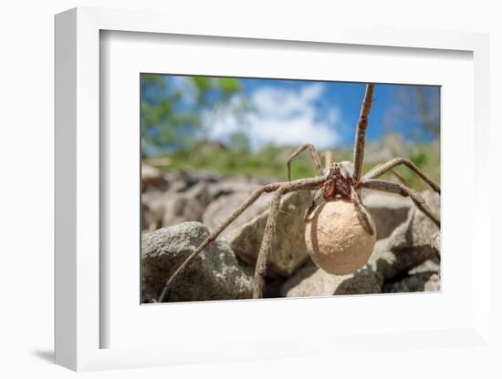 Female Nursery web spider carrying egg sac, Peak District, UK-Alex Hyde-Framed Photographic Print