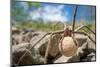 Female Nursery web spider carrying egg sac, Peak District, UK-Alex Hyde-Mounted Photographic Print